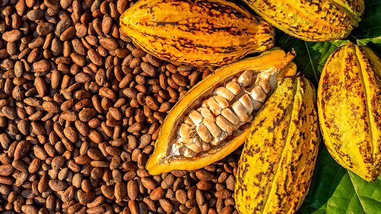 Cuña impuesto Detener Cacao y chocolate: descubre el origen y diferencias entre ambos